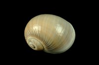 藏品(小灰玉螺)的圖片